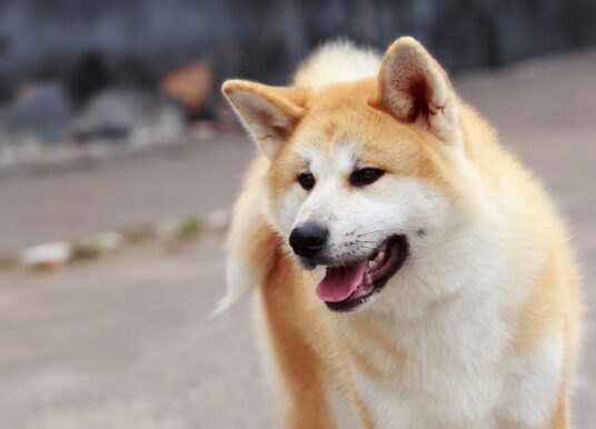4 Ways to Boost a Dog’s Immune System
